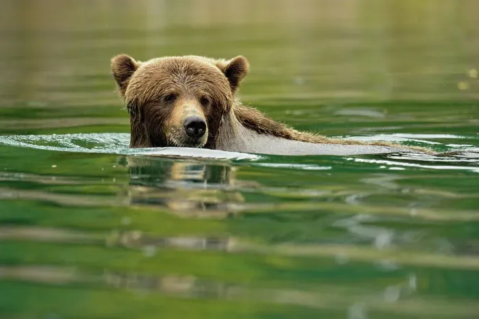 Framed Print : Grizzly bear (Ursus arctos)- Hunting sockeye salmon in a salmon river, Chilcotin Wilderness, BC Interior, Canada Framed Print : Grizzly bear (Ursus arctos)- Hunting sockeye salmon in a salmon river, Chilcotin Wilderness, BC Interior, Canada
