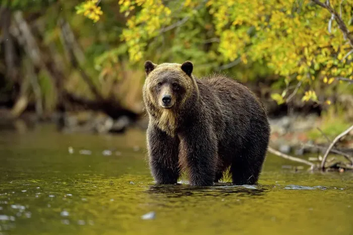 Framed Print : Grizzly bear (Ursus arctos)- Hunting sockeye salmon in a salmon river, Chilcotin Wilderness, BC Interior, Canada Framed Print : Grizzly bear (Ursus arctos)- Hunting sockeye salmon in a salmon river, Chilcotin Wilderness, BC Interior, Canada