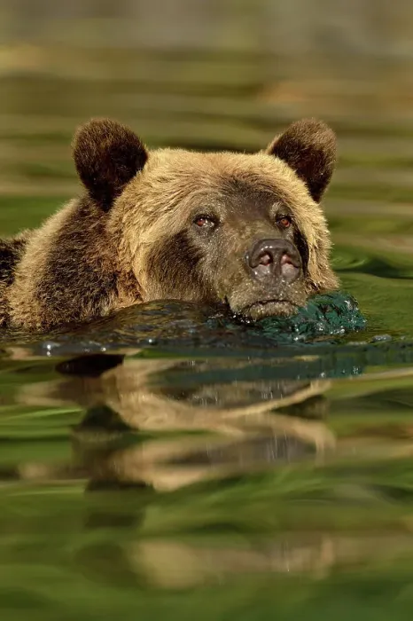 Framed Print : Grizzly bear (Ursus arctos)- Hunting sockeye salmon in a salmon river, Chilcotin Wilderness, BC Interior, Canada Framed Print : Grizzly bear (Ursus arctos)- Hunting sockeye salmon in a salmon river, Chilcotin Wilderness, BC Interior, Canada