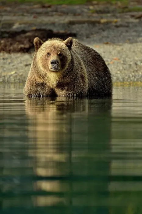 Framed Print : Grizzly bear (Ursus arctos)- Hunting sockeye salmon in a salmon river, Chilcotin Wilderness, BC Interior, Canada Framed Print : Grizzly bear (Ursus arctos)- Hunting sockeye salmon in a salmon river, Chilcotin Wilderness, BC Interior, Canada