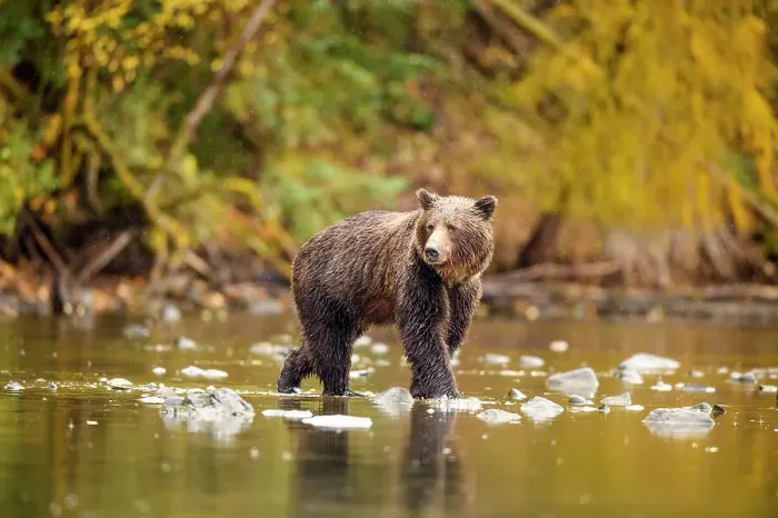 Framed Print : Grizzly bear (Ursus arctos)- Hunting sockeye salmon along the shore of the Chilko River, Chilcotin Wilderness, BC Interior, Canada
