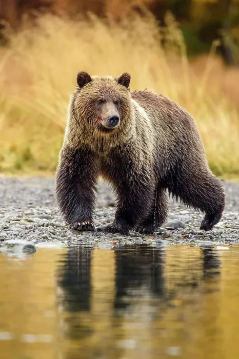 Framed Print : Grizzly bear (Ursus arctos)- Hunting sockeye salmon along the shore of the Chilko River, Chilcotin Wilderness, BC Interior, Canada Framed Print : Grizzly bear (Ursus arctos)- Hunting sockeye salmon along the shore of the Chilko River, Chilcotin Wilderness, BC Interior, Canada