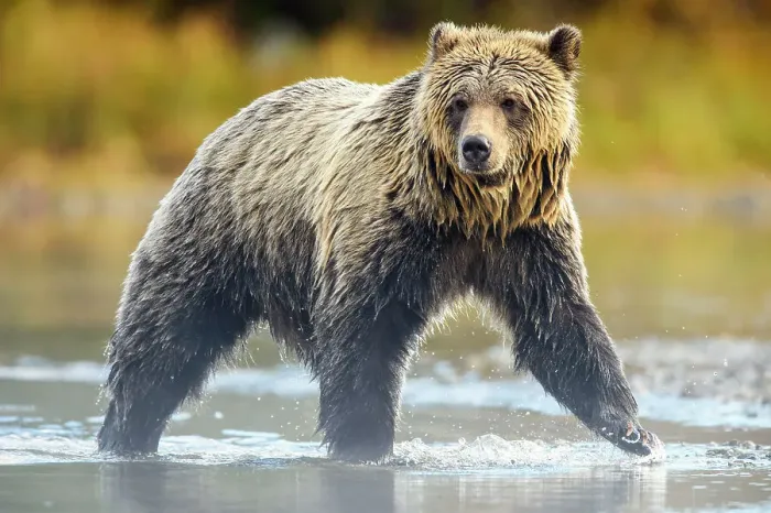 Framed Print : Grizzly bear (Ursus arctos)- Hunting sockeye salmon along the shore of the Chilko River, Chilcotin Wilderness, BC Interior, Canada Framed Print : Grizzly bear (Ursus arctos)- Hunting sockeye salmon along the shore of the Chilko River, Chilcotin Wilderness, BC Interior, Canada