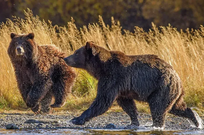 Framed Print : Grizzly bear (Ursus arctos)- Hunting sockeye salmon along the shore of the Chilko River, Chilcotin Wilderness, BC Interior, Canada Framed Print : Grizzly bear (Ursus arctos)- Hunting sockeye salmon along the shore of the Chilko River, Chilcotin Wilderness, BC Interior, Canada