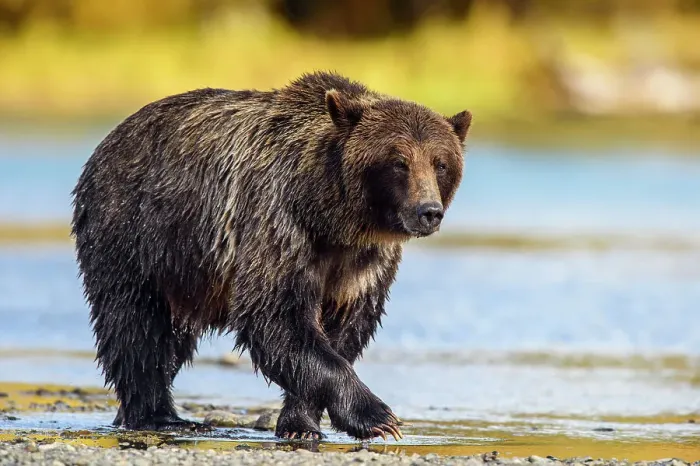 Framed Print : Grizzly bear (Ursus arctos)- Hunting sockeye salmon along the shore of the Chilko River, Chilcotin Wilderness, BC Interior, Canada Framed Print : Grizzly bear (Ursus arctos)- Hunting sockeye salmon along the shore of the Chilko River, Chilcotin Wilderness, BC Interior, Canada
