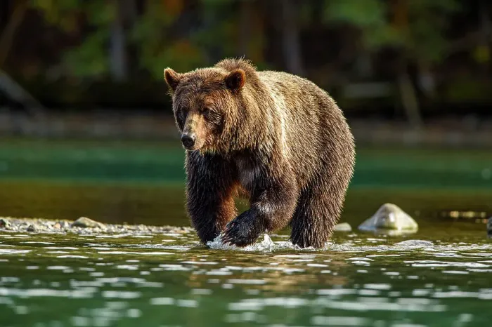 Framed Print : Grizzly bear (Ursus arctos)- Hunting sockeye salmon along the shore of the Chilko River, Chilcotin Wilderness, BC Interior, Canada Framed Print : Grizzly bear (Ursus arctos)- Hunting sockeye salmon along the shore of the Chilko River, Chilcotin Wilderness, BC Interior, Canada