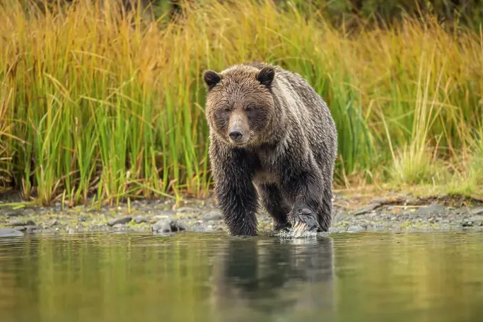 Framed Print : Grizzly bear (Ursus arctos)- Hunting sockeye salmon spawning in the Chilko River, Chilcotin Wilderness, BC Interior, Canada Framed Print : Grizzly bear (Ursus arctos)- Hunting sockeye salmon spawning in the Chilko River, Chilcotin Wilderness, BC Interior, Canada