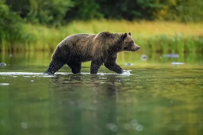 Framed Print : Grizzly bear (Ursus arctos)- Hunting sockeye salmon spawning in the Chilko River, Chilcotin Wilderness, BC Interior, Canada Framed Print : Grizzly bear (Ursus arctos)- Hunting sockeye salmon spawning in the Chilko River, Chilcotin Wilderness, BC Interior, Canada