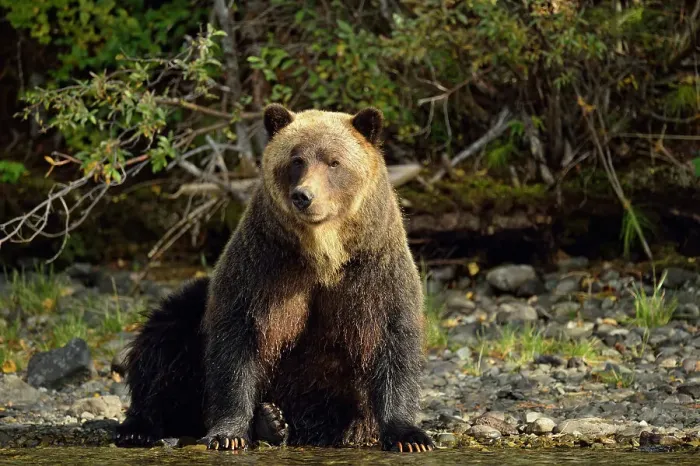 Framed Print : Grizzly bear (Ursus arctos)- Hunting for spawning salmon along the shoreline of a salmon river, Chilcotin Wilderness, BC Interior, Canada Framed Print : Grizzly bear (Ursus arctos)- Hunting for spawning salmon along the shoreline of a salmon river, Chilcotin Wilderness, BC Interior, Canada