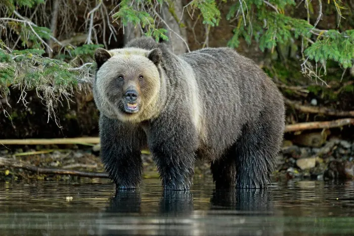 Framed Print : Grizzly bear (Ursus arctos)- Hunting for spawning salmon along the shoreline of a salmon river, Chilcotin Wilderness, BC Interior, Canada Framed Print : Grizzly bear (Ursus arctos)- Hunting for spawning salmon along the shoreline of a salmon river, Chilcotin Wilderness, BC Interior, Canada