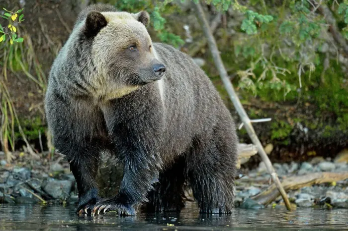 Framed Print : Grizzly bear (Ursus arctos)- Hunting for spawning salmon along the shoreline of a salmon river, Chilcotin Wilderness, BC Interior, Canada Framed Print : Grizzly bear (Ursus arctos)- Hunting for spawning salmon along the shoreline of a salmon river, Chilcotin Wilderness, BC Interior, Canada