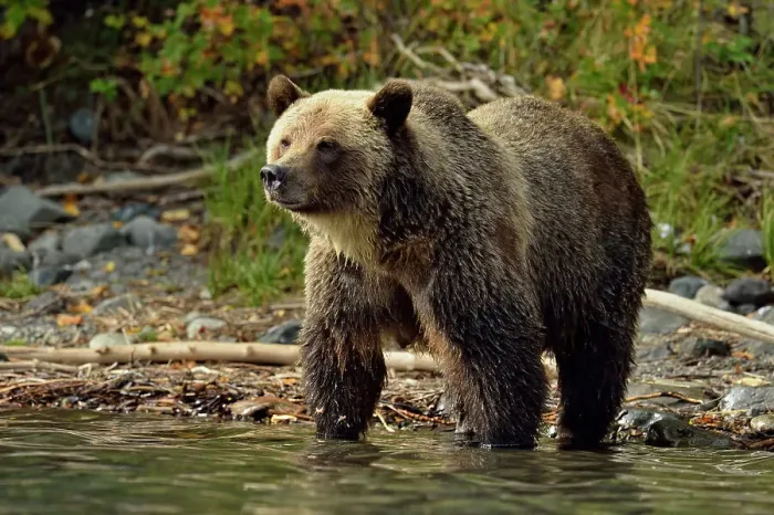 Framed Print : Grizzly bear (Ursus arctos)- Hunting for spawning salmon along the shoreline of a salmon river, Chilcotin Wilderness, BC Interior, Canada Framed Print : Grizzly bear (Ursus arctos)- Hunting for spawning salmon along the shoreline of a salmon river, Chilcotin Wilderness, BC Interior, Canada