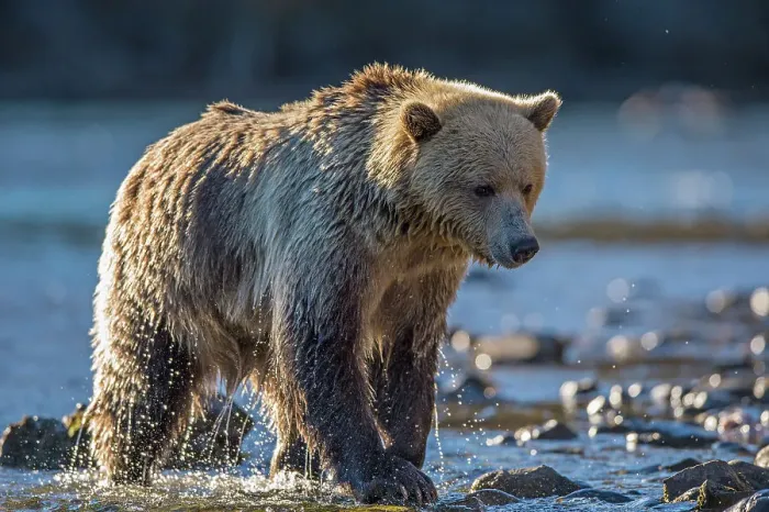 Framed Print : Grizzly bear (Ursus arctos)- Hunting for spawning sockeye salmon in the Chilko River, Chilcotin Wilderness, BC Interior, Canada Framed Print : Grizzly bear (Ursus arctos)- Hunting for spawning sockeye salmon in the Chilko River, Chilcotin Wilderness, BC Interior, Canada