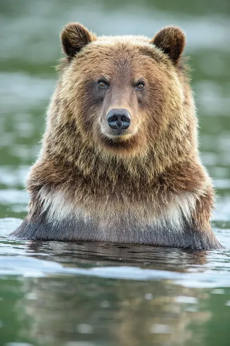 Framed Print : Grizzly bear (Ursus arctos)- Hunting for spawning sockeye salmon in the Chilko River, Chilcotin Wilderness, BC Interior, Canada Framed Print : Grizzly bear (Ursus arctos)- Hunting for spawning sockeye salmon in the Chilko River, Chilcotin Wilderness, BC Interior, Canada