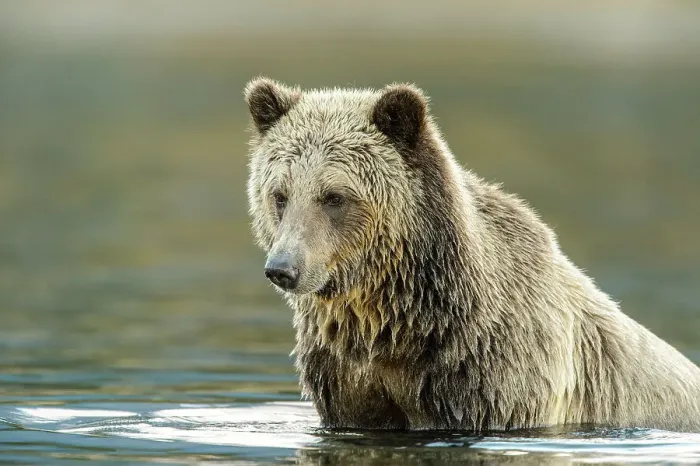 Framed Print : Grizzly bear (Ursus arctos)- Hunting for spawning sockeye salmon in the Chilko River, Chilcotin Wilderness, BC Interior, Canada Framed Print : Grizzly bear (Ursus arctos)- Hunting for spawning sockeye salmon in the Chilko River, Chilcotin Wilderness, BC Interior, Canada