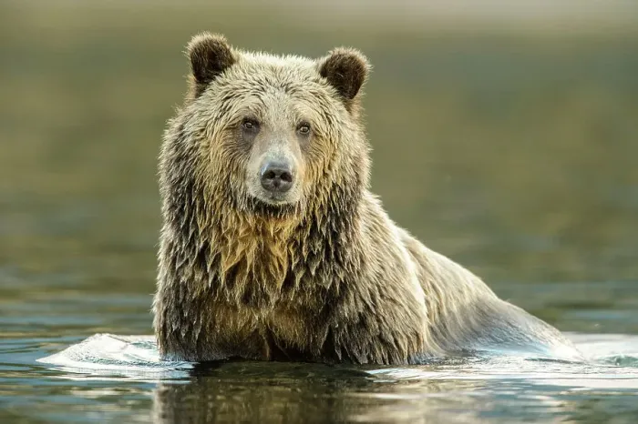 Framed Print : Grizzly bear (Ursus arctos)- Hunting for spawning sockeye salmon in the Chilko River, Chilcotin Wilderness, BC Interior, Canada Framed Print : Grizzly bear (Ursus arctos)- Hunting for spawning sockeye salmon in the Chilko River, Chilcotin Wilderness, BC Interior, Canada
