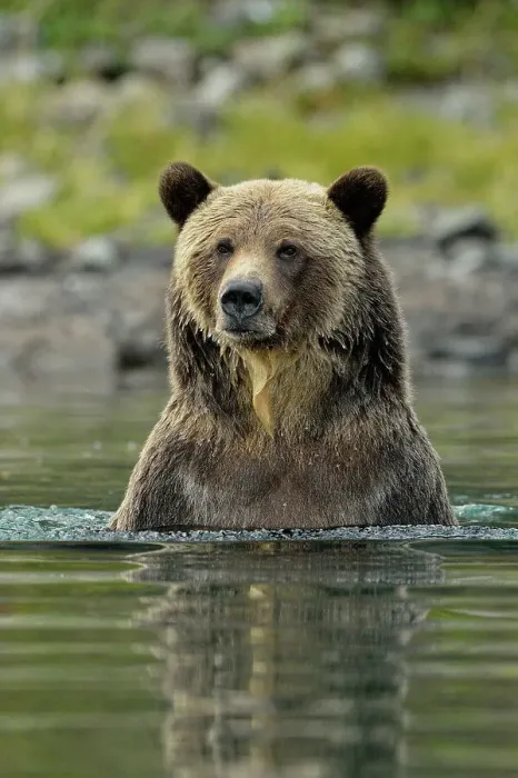 Framed Print : Grizzly bear (Ursus arctos)- Hunting spawning sockeye salmon in a salmon river, Chilcotin Wilderness, BC Interior, Canada Framed Print : Grizzly bear (Ursus arctos)- Hunting spawning sockeye salmon in a salmon river, Chilcotin Wilderness, BC Interior, Canada