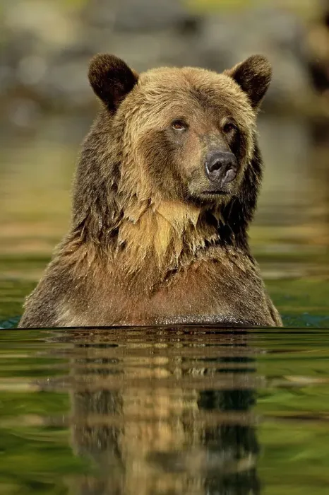 Framed Print : Grizzly bear (Ursus arctos)- Hunting spawning sockeye salmon in a salmon river, Chilcotin Wilderness, BC Interior, Canada Framed Print : Grizzly bear (Ursus arctos)- Hunting spawning sockeye salmon in a salmon river, Chilcotin Wilderness, BC Interior, Canada