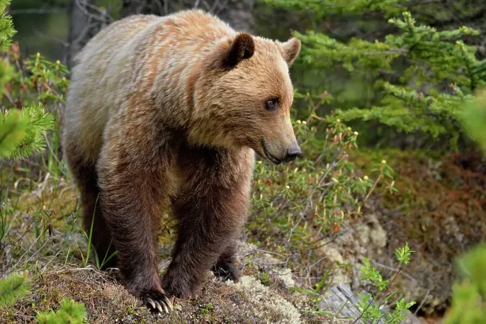 Framed Print : Grizzly bear (Ursus arctos), Jasper National Park, Alberta, Canada Framed Print : Grizzly bear (Ursus arctos), Jasper National Park, Alberta, Canada