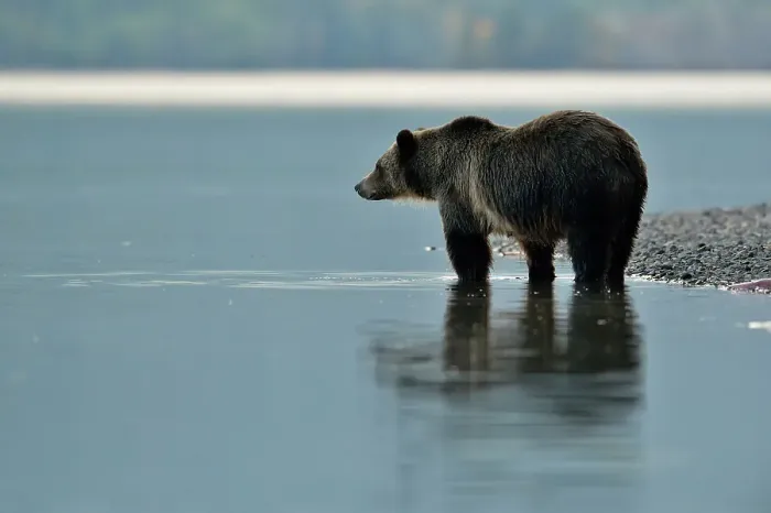 Framed Print : Grizzly bear (Ursus arctos)- Looking for salmon along the shoreline of Chilko Lake, Chilcotin Wilderness, BC Interior, Canada Framed Print : Grizzly bear (Ursus arctos)- Looking for salmon along the shoreline of Chilko Lake, Chilcotin Wilderness, BC Interior, Canada