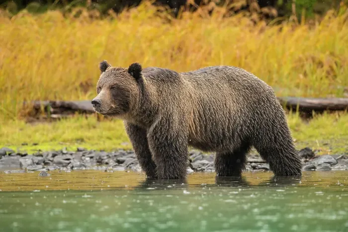 Framed Print : Grizzly bear (Ursus arctos)- Mother bear hunting sockeye salmon spawning in the Chilko River, Chilcotin Wilderness, BC Interior, Canada Framed Print : Grizzly bear (Ursus arctos)- Mother bear hunting sockeye salmon spawning in the Chilko River, Chilcotin Wilderness, BC Interior, Canada
