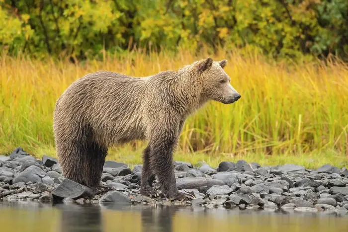 Framed Print : Grizzly bear (Ursus arctos)- Mother bear hunting sockeye salmon spawning in the Chilko River, Chilcotin Wilderness, BC Interior, Canada Framed Print : Grizzly bear (Ursus arctos)- Mother bear hunting sockeye salmon spawning in the Chilko River, Chilcotin Wilderness, BC Interior, Canada