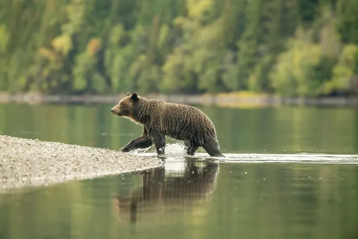 Framed Print : Grizzly bear (Ursus arctos)- Mother bear hunting sockeye salmon spawning in the Chilko River, Chilcotin Wilderness, BC Interior, Canada Framed Print : Grizzly bear (Ursus arctos)- Mother bear hunting sockeye salmon spawning in the Chilko River, Chilcotin Wilderness, BC Interior, Canada