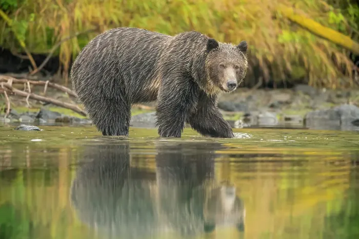 Framed Print : Grizzly bear (Ursus arctos)- Mother bear hunting sockeye salmon spawning in the Chilko River, Chilcotin Wilderness, BC Interior, Canada