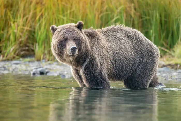 Framed Print : Grizzly bear (Ursus arctos)- Mother bear hunting sockeye salmon spawning in the Chilko River, Chilcotin Wilderness, BC Interior, Canada