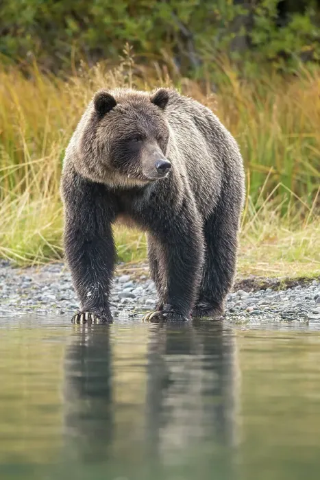 Framed Print : Grizzly bear (Ursus arctos)- Mother bear hunting sockeye salmon spawning in the Chilko River, Chilcotin Wilderness, BC Interior, Canada Framed Print : Grizzly bear (Ursus arctos)- Mother bear hunting sockeye salmon spawning in the Chilko River, Chilcotin Wilderness, BC Interior, Canada