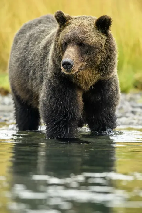 Framed Print : Grizzly bear (Ursus arctos)- Mother bear hunting sockeye salmon spawning in the Chilko River, Chilcotin Wilderness, BC Interior, Canada Framed Print : Grizzly bear (Ursus arctos)- Mother bear hunting sockeye salmon spawning in the Chilko River, Chilcotin Wilderness, BC Interior, Canada