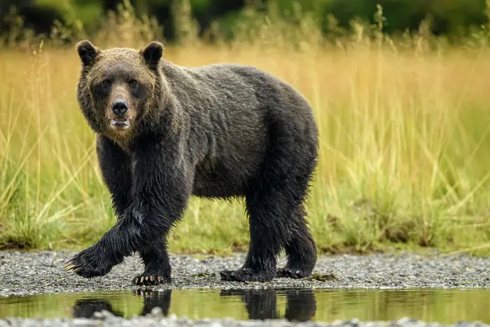 Framed Print : Grizzly bear (Ursus arctos)- Mother bear hunting sockeye salmon spawning in the Chilko River, Chilcotin Wilderness, BC Interior, Canada Framed Print : Grizzly bear (Ursus arctos)- Mother bear hunting sockeye salmon spawning in the Chilko River, Chilcotin Wilderness, BC Interior, Canada