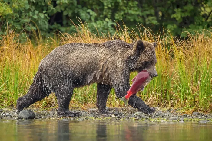 Framed Print : Grizzly bear (Ursus arctos)- Mother bear with spawning sockeye salmon retrieved from the Chilko River, Chilcotin Wilderness, BC Interior, Canada Framed Print : Grizzly bear (Ursus arctos)- Mother bear with spawning sockeye salmon retrieved from the Chilko River, Chilcotin Wilderness, BC Interior, Canada