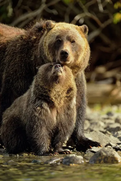 Framed Print : Grizzly bear (Ursus arctos)- Mother and cub interacting along the shore of a salmon river during the autumn spawning season, Chilcotin Wilderness, BC Interior, Canada Framed Print : Grizzly bear (Ursus arctos)- Mother and cub interacting along the shore of a salmon river during the autumn spawning season, Chilcotin Wilderness, BC Interior, Canada