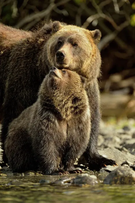 Framed Print : Grizzly bear (Ursus arctos)- Mother and cub interacting along the shore of a salmon river during the autumn spawning season, Chilcotin Wilderness, BC Interior, Canada Framed Print : Grizzly bear (Ursus arctos)- Mother and cub interacting along the shore of a salmon river during the autumn spawning season, Chilcotin Wilderness, BC Interior, Canada