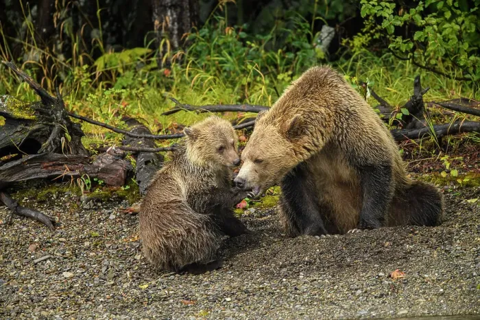 Framed Print : Grizzly bear (Ursus arctos)- Mother and cub resting in the gravel along the shore of the Chilko River, Chilcotin Wilderness, BC Interior, Canada