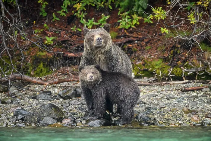 Framed Print : Grizzly bear (Ursus arctos)- Mother and first year cubs hunting sockeye salmon spawning in the Chilko River, Chilcotin Wilderness, BC Interior, Canada Framed Print : Grizzly bear (Ursus arctos)- Mother and first year cubs hunting sockeye salmon spawning in the Chilko River, Chilcotin Wilderness, BC Interior, Canada
