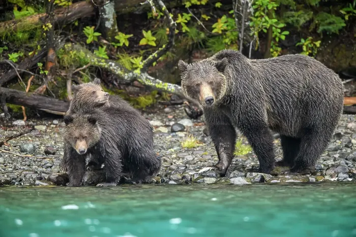 Framed Print : Grizzly bear (Ursus arctos)- Mother and first year cubs hunting sockeye salmon spawning in the Chilko River, Chilcotin Wilderness, BC Interior, Canada Framed Print : Grizzly bear (Ursus arctos)- Mother and first year cubs hunting sockeye salmon spawning in the Chilko River, Chilcotin Wilderness, BC Interior, Canada