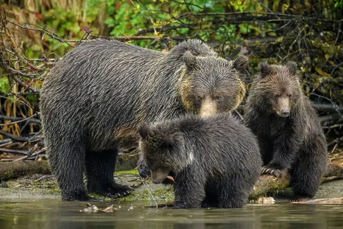 Framed Print : Grizzly bear (Ursus arctos)- Mother and first year cubs hunting sockeye salmon spawning in the Chilko River, Chilcotin Wilderness, BC Interior, Canada Framed Print : Grizzly bear (Ursus arctos)- Mother and first year cubs hunting sockeye salmon spawning in the Chilko River, Chilcotin Wilderness, BC Interior, Canada
