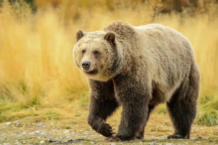 Framed Print : Grizzly bear (Ursus arctos)- Resting in grass on the shore of the Chilko River, Chilcotin Wilderness, BC Interior, Canada Framed Print : Grizzly bear (Ursus arctos)- Resting in grass on the shore of the Chilko River, Chilcotin Wilderness, BC Interior, Canada
