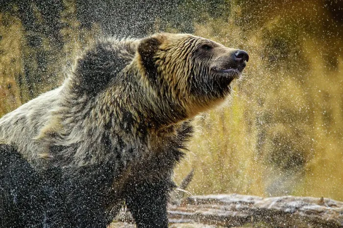 Framed Print : Grizzly bear (Ursus arctos)- Shaking water from fur in the Chilko River, Chilcotin Wilderness, BC Interior, Canada Framed Print : Grizzly bear (Ursus arctos)- Shaking water from fur in the Chilko River, Chilcotin Wilderness, BC Interior, Canada