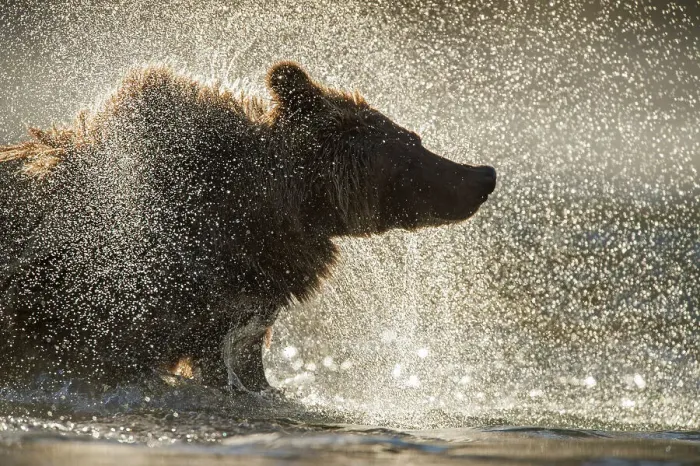 Framed Print : Grizzly bear (Ursus arctos)- Shaking water from fur in the Chilko River, Chilcotin Wilderness, BC Interior, Canada Framed Print : Grizzly bear (Ursus arctos)- Shaking water from fur in the Chilko River, Chilcotin Wilderness, BC Interior, Canada