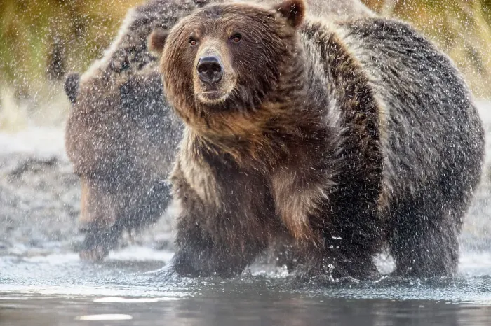 Framed Print : Grizzly bear (Ursus arctos)- Shaking water from fur in the Chilko River, Chilcotin Wilderness, BC Interior, Canada Framed Print : Grizzly bear (Ursus arctos)- Shaking water from fur in the Chilko River, Chilcotin Wilderness, BC Interior, Canada