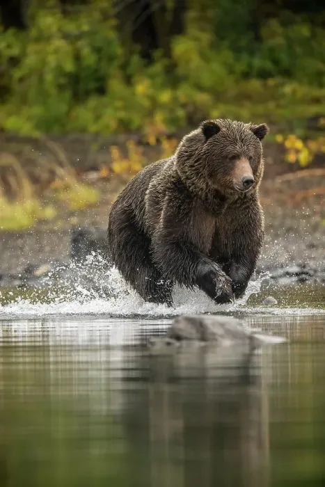 Framed Print : Grizzly bear (Ursus arctos)- Solitary bear attacking sockeye salmon spawning in the Chilko River, Chilcotin Wilderness, BC Interior, Canada Framed Print : Grizzly bear (Ursus arctos)- Solitary bear attacking sockeye salmon spawning in the Chilko River, Chilcotin Wilderness, BC Interior, Canada