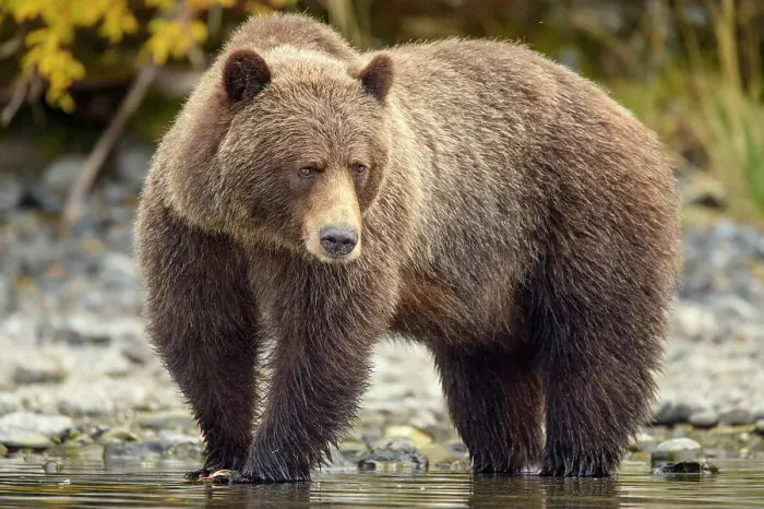 Framed Print : Grizzly bear (Ursus arctos)- Walking river shoreline in search of sockeye salmon, Chilcotin Wilderness, BC Interior, Canada Framed Print : Grizzly bear (Ursus arctos)- Walking river shoreline in search of sockeye salmon, Chilcotin Wilderness, BC Interior, Canada