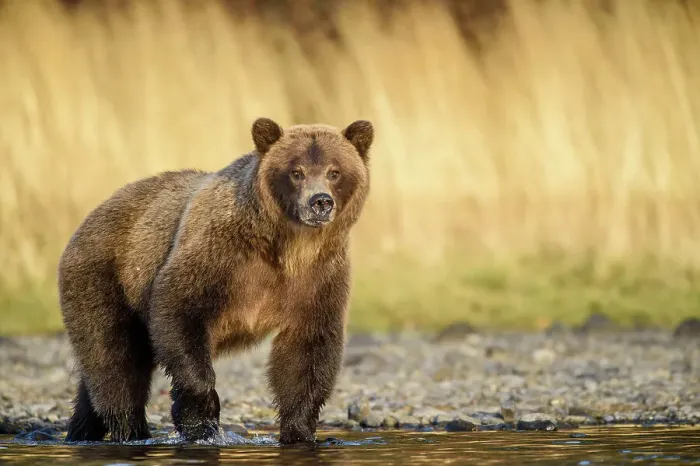 Framed Print : Grizzly bear (Ursus arctos)- Walking river shoreline in search of sockeye salmon, Chilcotin Wilderness, BC Interior, Canada Framed Print : Grizzly bear (Ursus arctos)- Walking river shoreline in search of sockeye salmon, Chilcotin Wilderness, BC Interior, Canada