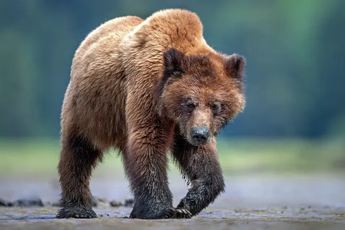 Framed Print : A grizzly bear walks covered in mud at low tide on the mud flats in the Khutzeymateen Grizzly Bear Sanctuary Framed Print : A grizzly bear walks covered in mud at low tide on the mud flats in the Khutzeymateen Grizzly Bear Sanctuary