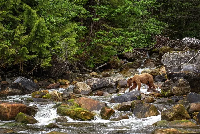 Framed Print : A grizzly bear walks over a waterfall in the Khutzeymateen Grizzly Bear Sanctuary, Canada Framed Print : A grizzly bear walks over a waterfall in the Khutzeymateen Grizzly Bear Sanctuary, Canada