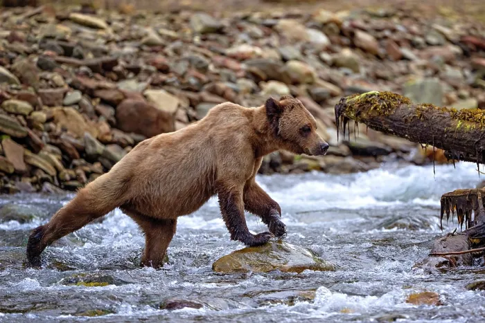 Framed Print : A grizzly bear walks in a waterfall in the Khutzeymateen Grizzly Bear Sanctuary in British Columbia, Canada Framed Print : A grizzly bear walks in a waterfall in the Khutzeymateen Grizzly Bear Sanctuary in British Columbia, Canada