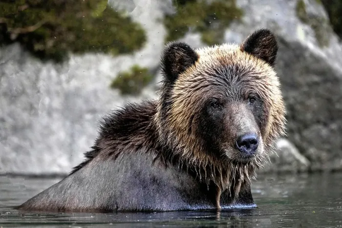 Framed Print : a grizzly bear in the water searching for salmon in the Great Bear rainfrest, BC, Canada Framed Print : a grizzly bear in the water searching for salmon in the Great Bear rainfrest, BC, Canada